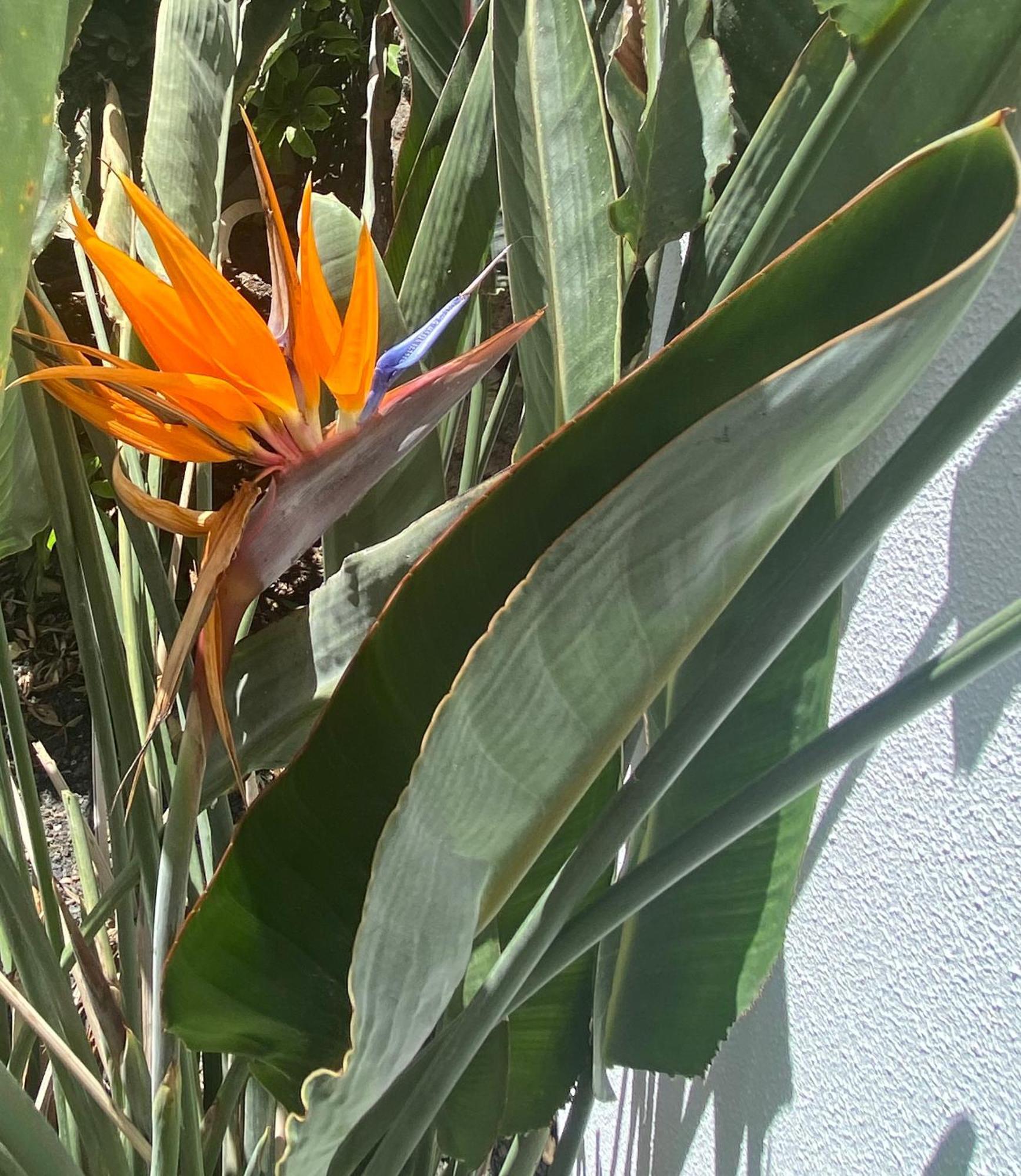 Casa Rosalia Villa Corralejo Eksteriør bilde